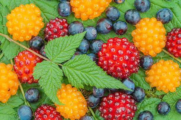 Salmonberry Rooted Cuttings 4-5" | Edible Berry Native Shrub Rubus spectabilis for Gardening & Landscaping