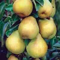 Giant Bartlett Pear Tree Cuttings – Unrooted for Grafting, High Yield, Pyrus communis