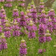 Herb Seeds - Lemon Mint (Monarda citriodora) - Fragrant Culinary & Pollinator Herb - 2000 Seeds