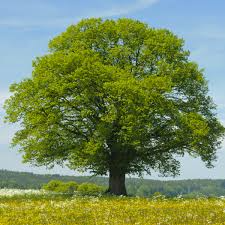 Tilia cordata Littleleaf Linden Tree - Live Bare Root Plant 2'-3' for Zones 3-7, Hardy Shade & Ornamental Tree