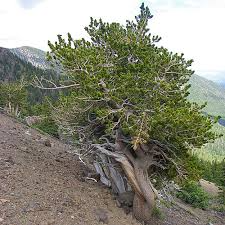Bristlecone Pine Seeds, Pinus aristata, Oldest Living Tree, Rocky Mountain Native, Long-Lived Evergreen, USDA Zones 4-7