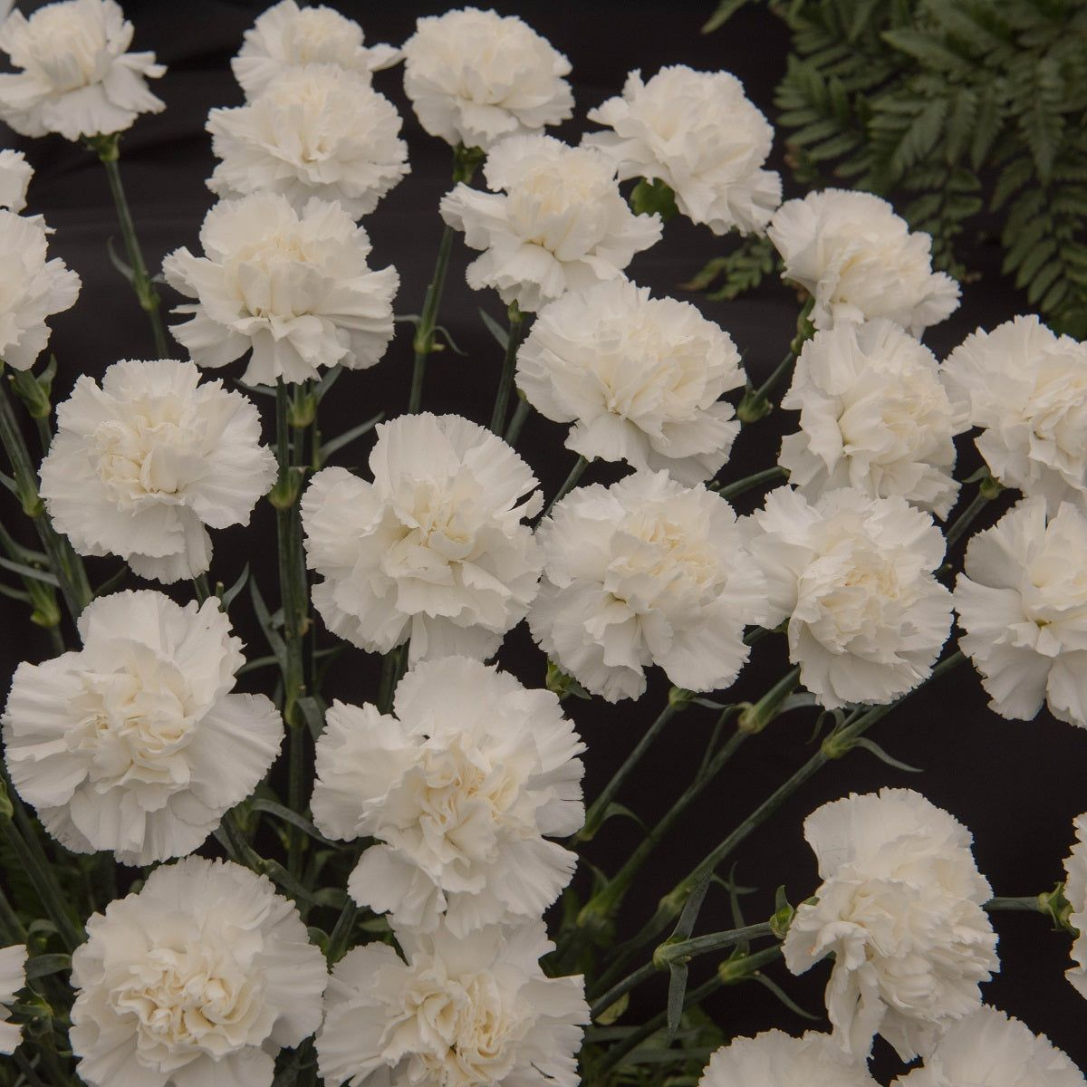 White Grenadin Carnation Seeds – Double White Blooms for Garden & Cut Flowers – Dianthus caryophyllus, 200+ Seeds
