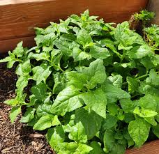 New Zealand Spinach Seeds 1 Gram Tetragonia tetragonioides Heirloom Vegetable for Gardening & Planting