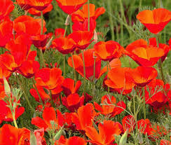 California Poppy Seeds, Red Chief, Eschscholzia californica, Non-GMO, Pollinator Friendly, Drought Tolerant Wildflower, Garden Seeds