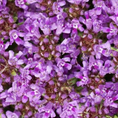 Creeping Thyme Seeds | Dwarf 6" Groundcover | Purple Blooms, Non-GMO, Thymus serpyllum, Drought-Tolerant, Perennial, USA