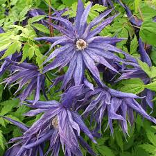 Blue Downy Clematis Seeds - Hardy Climbing Vine with Lavender-Blue Flowers - Clematis macropetala, Zone 4-9