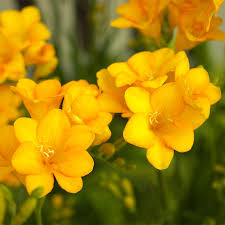 Single Yellow Freesia Bulbs - Fragrant 12-16" Tall Flowers, Deer & Rabbit Resistant, USDA Zones 9-10, Garden & Bouquet Flowers