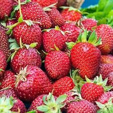 Everbearing Strawberry Plants Pack of 12 Bare Root Albion Fragaria x ananassa for Zones 4-9