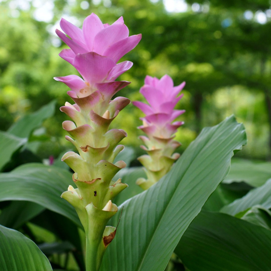 Yellow Turmeric Live Plant, Curcuma longa, 5-10 Inch Flowering Ginger Root for Culinary & Ornamental Use
