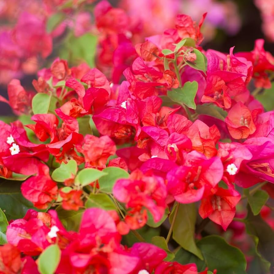 Organic Pink Orange Afterglow Bougainvillea Cuttings (12) - Rare Cerise Pink Red Blooms, Drought Resistant, Fast Growing, Root Guaranteed