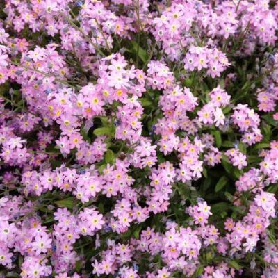 Rose Forget-Me-Not Seeds, Perennial Ground Cover, Myosotis, Non-GMO, Easy to Grow, Beautiful Blooms, Border Plant