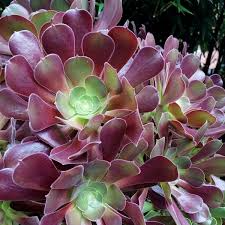 Aeonium Velour Succulent Cutting 4-5" Dark Purple Rosette Indoor Outdoor Plant Easy to Grow
