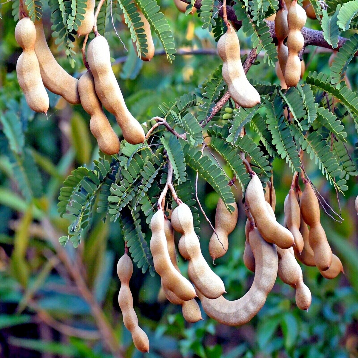 Tamarind Tree Seeds – Tropical Fruit Tree, Bonsai Potential, Tamarindus indica, Edible Fruit, Indoor or Outdoor Growth