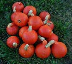 Red Kuri Squash Seeds – Heirloom Cucurbita maxima for Roasting, Baking & Soups, Nutty Flavor, Bright Red-Orange Skin, 10 Seeds