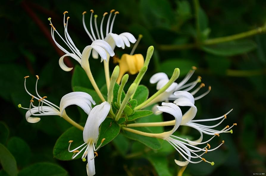European Fly Honeysuckle Vine Seeds, Native Perennial White Honeysuckle Bush, Hardy Climbing Vine, Lonicera xylosteum
