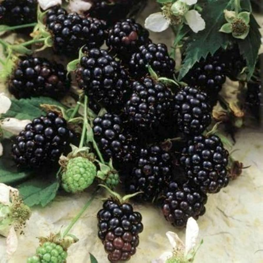 Sweetie Pie Blackberry Plant Bare Root Starter - Rubus Fruit Bush, Disease-Resistant, Heat-Tolerant, Fresh Berries