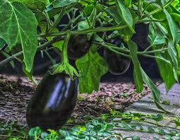 Eggplant Seeds Black Beauty Heirloom Non-GMO Organic Vegetable Planting Solanum melongena