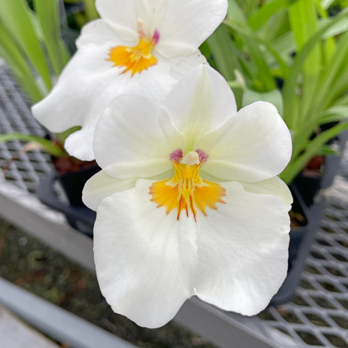 Milt Golden Snow 'White Light' Orchid Plant | Live Seedling in 3" Pot | Sub-Tropical Indoor & Outdoor Orchid with White Blooms