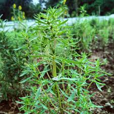 Summer Savory Seeds 1g Heirloom Culinary Herb Satureja hortensis Fast-Growing, Fragrant, High-Yield Garden & Container