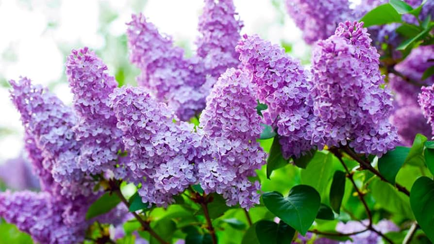Old Fashioned Lilac Bush - Live Bare Root Plant 10-14" Syringa vulgaris, Fragrant Purple Flowers, Hardy Shrub for Zones 3-7