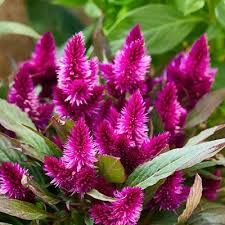 150 Celosia Seeds - Magenta Fire Cockscomb Flower (Celosia argentea) for Vibrant Garden Blooms, Easy to Grow, Decorative, Pollinator Attracting