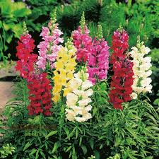 Antirrhinum majus Maximum Mix Snapdragon Seeds – 1000+ Vibrant Double-Petaled Blooms for Garden & Cut Flowers