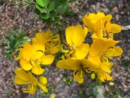 Christmas Senna Rooted Plant - Cassia Bicapsularis, Cream Flowers, Butterfly Host, Winter Blooming, Drought Tolerant, Zone 9