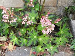 Begonia heracleifolia Starter Plant - Hybrid Rhizomatous Star Begonia with Unique Foliage for Indoor Decor & Terrariums