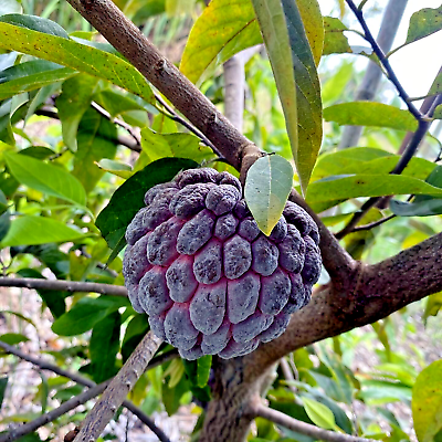 Thai Purple Sugar Apple Seeds – Rare Tropical Fruit Tree, Annona squamosa, Exotic Edible Fruit Seeds