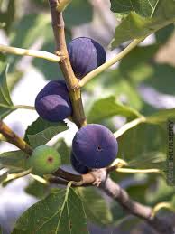 Texas Blue Giant Fig Seeds - 100+ Rare Heat Tolerant Fruit Tree Seeds for Home Orchard, Container Growing, Sweet Blue Figs, Ficus carica
