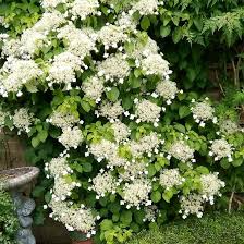 Climbing Hydrangea Seeds 50 Pack | Hydrangea anomala Vining Flower Bush for Fences & Landscaping
