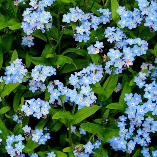 500 Seeds Forget Me Nots Blue Perennial Flowers Myosotis for Gardens & Cut Flowers, Pollinator Attracting, Non-GMO
