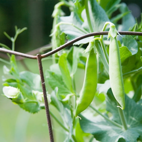 Pea Snow Dwarf Sugar Grey Seeds – Heirloom, Cold Hardy, High Yield, Edible Pods, Container Gardening, Pisum sativum