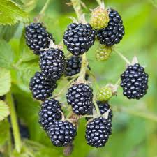 California Blackberry Plant - Live Bare Root Organic 10-15" Fruit Bearing Edible Berry Rubus ursinus