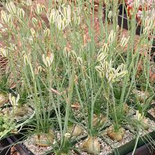 Albuca humilis Bare Root Bulbs – Unique Succulent with Green-White Flowers, Drought-Tolerant, Low-Maintenance Plant