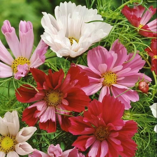 200 Seeds Cosmos Seashells Mix - Tubular Flowers, AAS Winner, Non-GMO Cosmos bipinnatus, Colorful Garden Blooms