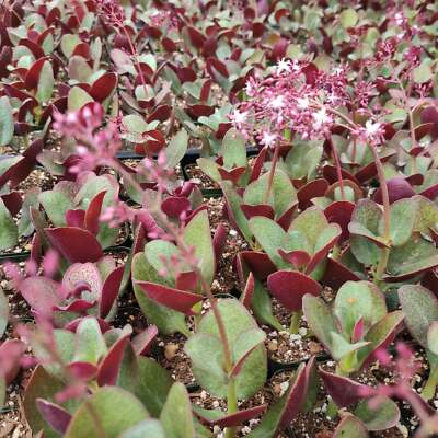 Crassula streyi 'Pondo Cliff' Succulent Cutting in 4" Pot with Soil, Unique Foliage, Low-Growing, Rock Garden, Container Plant