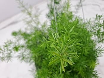 Asparagus Fern Seeds 20 Pack Indoor Houseplant Hanging Basket Low Maintenance Greenery Ferns