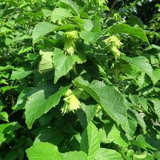 American Hazelnut Tree Bare Root Plant 2-3 ft Corylus americana Edible Nuts Wildlife Garden