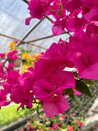 Bougainvillea Fuchsia Pink Unrooted Cuttings – 7 Live 6" Climbing Vine for Garden, Tropical Flowering Plant, Full Sun, Zone 9-11