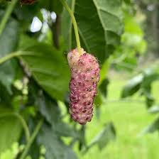 Tehama Mulberry Scion Cuttings (3) - 8" Unwashed Grafting-Ready White Mulberry Morus alba 'Tehama'