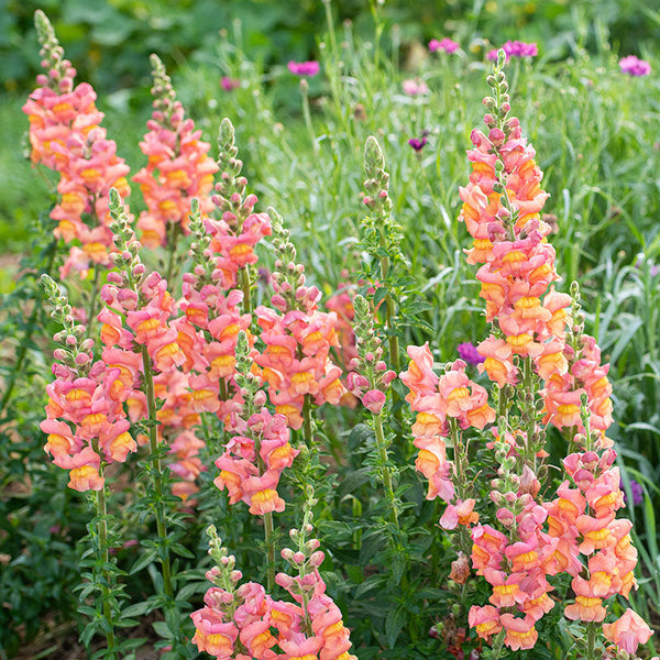 Antirrhinum majus Johnny’s Potomac Early Sunrise Mix Snapdragon Seeds – 1000+ Vibrant Cut Flower Seeds for Gardens and Bouquets