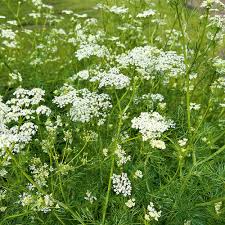 Caraway Seeds 1g for Planting - Heirloom, Fragrant, High Yield, Biennial Herb, Culinary Spice, Garden & Container, Carum carvi