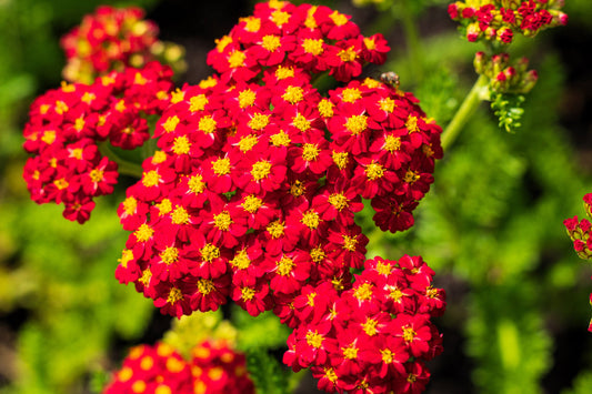 Perennial Wildflower Seeds - Rosy Red Yarrow Achillea Millefolium Rubra, Pollinator-Friendly, Easy to Grow, Drought Tolerant