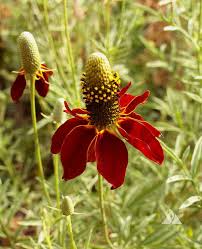 500 Seeds Dwarf Red Coneflower Perennial Wildflower Pollinator-Friendly Ratibida columnifera