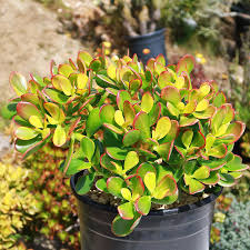 Crassula Ovata Jade Plant Cuttings – 2 Healthy Succulents (3-5") for Indoor & Outdoor Decor, Easy Care, Drought Tolerant