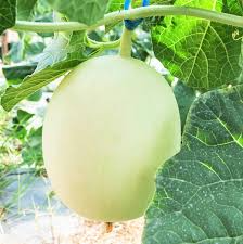 Green Honeydew Melon Seeds - Cucumis melo, Sweet Juicy Heirloom Fruit, Summer Dessert & Salad, 50 Seeds
