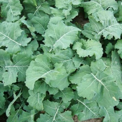 Premier Kale Seeds - Heirloom, Cold-Hardy, Fast-Growing, Salad Greens, Non-GMO, Zones 3-9