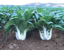 Dwarf Pak Choi Seeds, Baby Bok Choy, Heirloom Variety, Tender & Crisp, Fast Growing, Cold Hardy, Garden & Container Planting