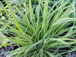 Cat Grass Seeds, Dactylis glomerata, Indoor Pet Grass, Safe for Cats to Chew, Fast-Growing Herb Seeds